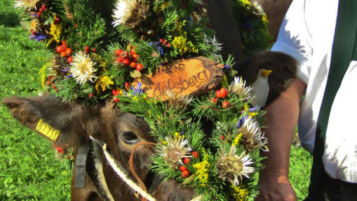 Tiere Allgäu Viehscheid geschmückte Kühe Tradition